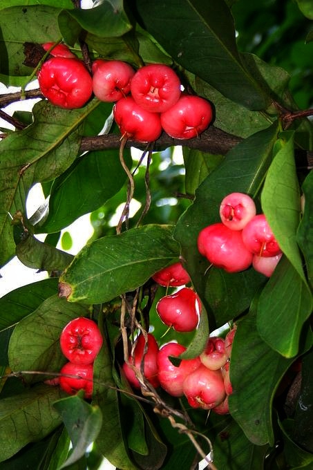 rose apple /chambakka