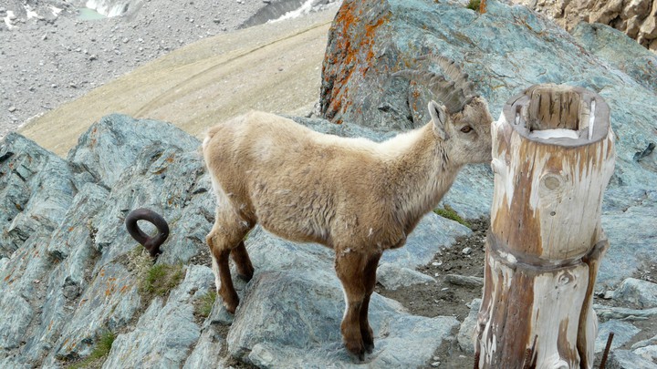 Steinbock auf dem Gornergrat