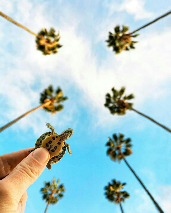 turtle 