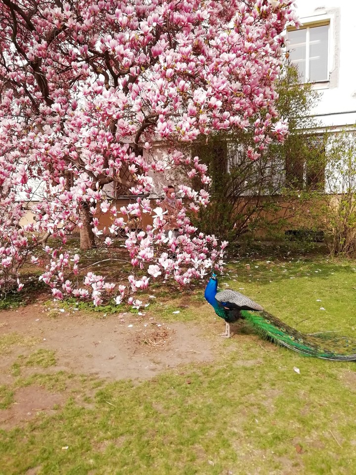 magnolia and peacock