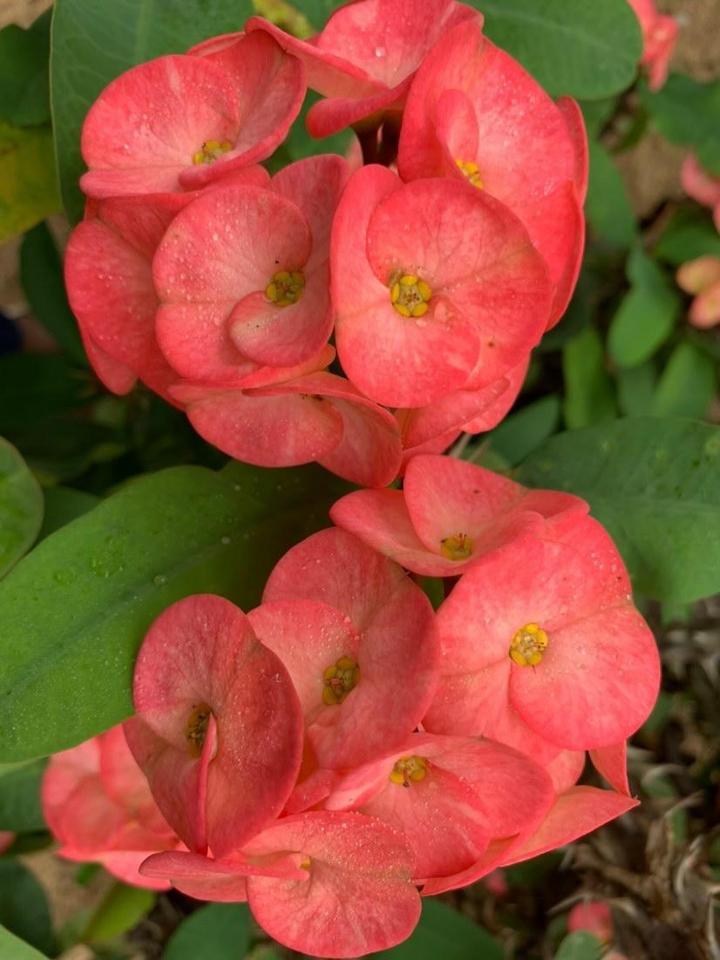 my click