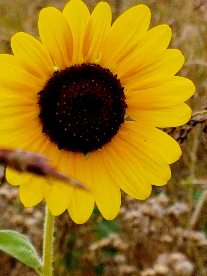 girasole