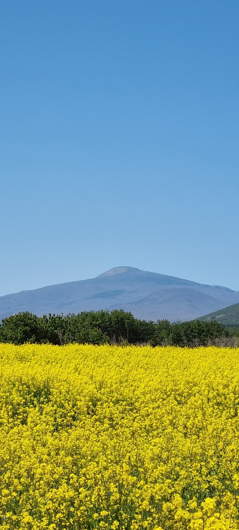 papéis de parede sky, plant