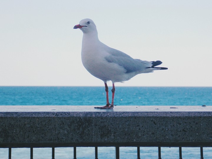 Gull on Surfer Paradise