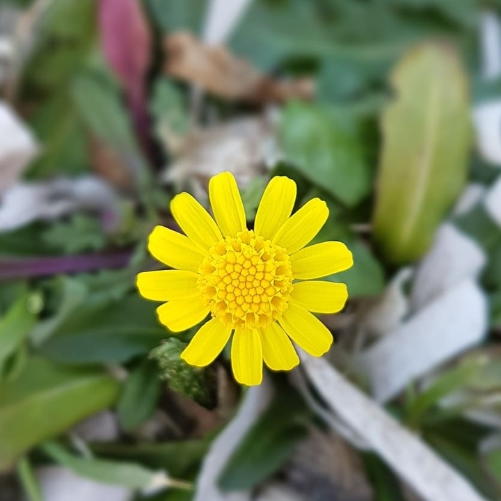 yellow flower