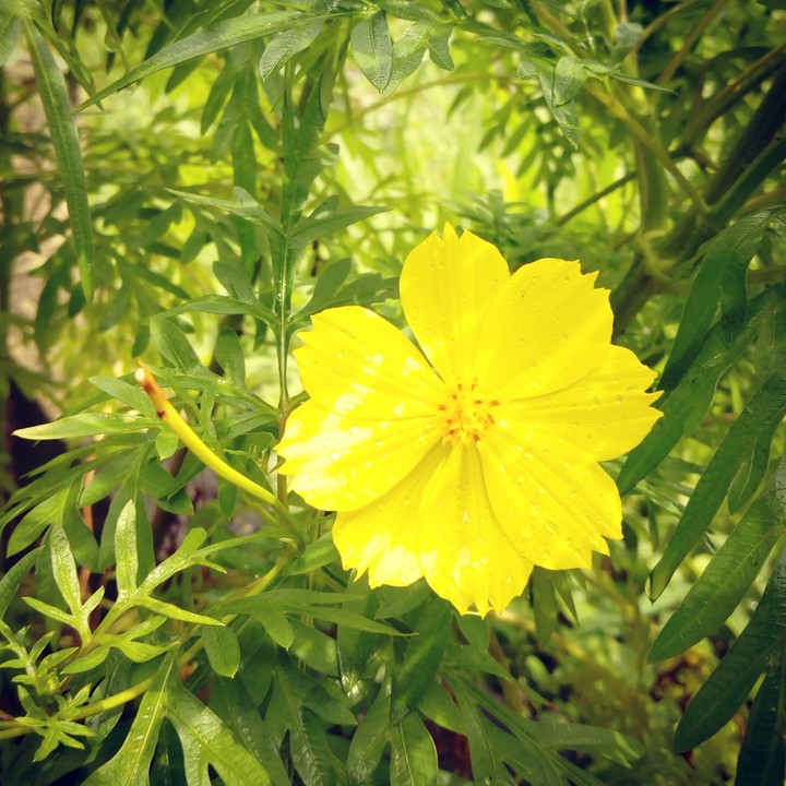 yellow flower