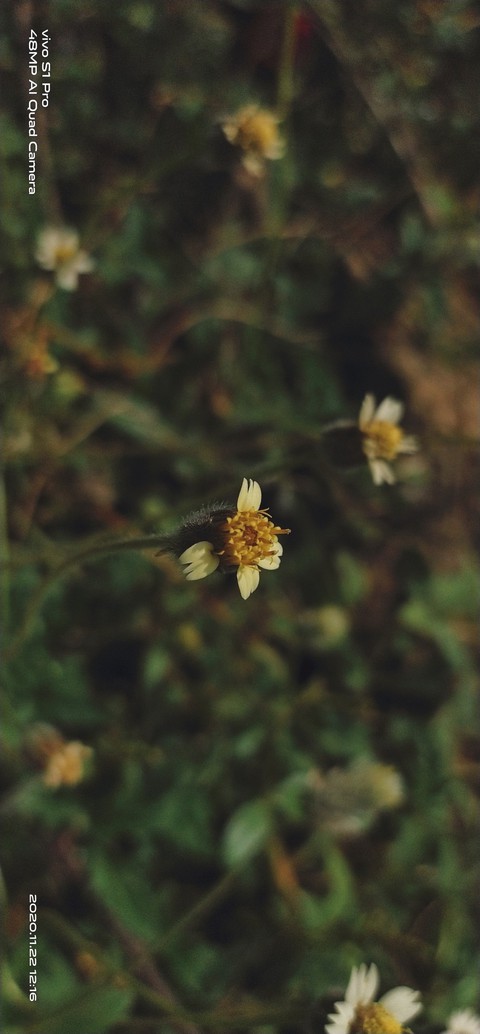 nature flowers