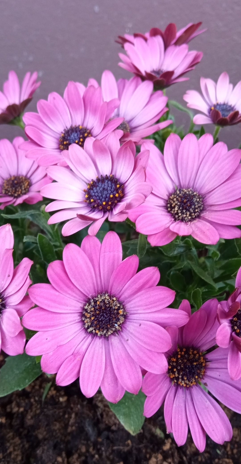 fleur rose/violet