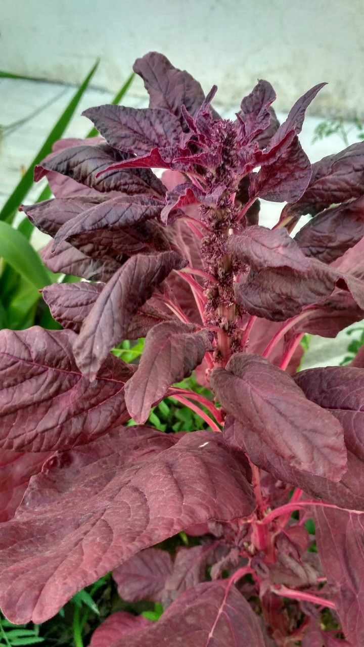 Plant