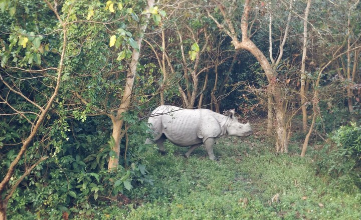 The one-horned Rhino at Kaziranga National Park, Assam.