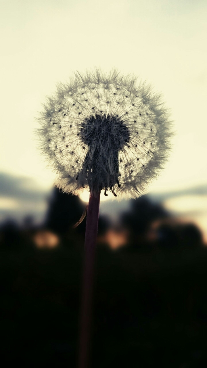 Pusteblume