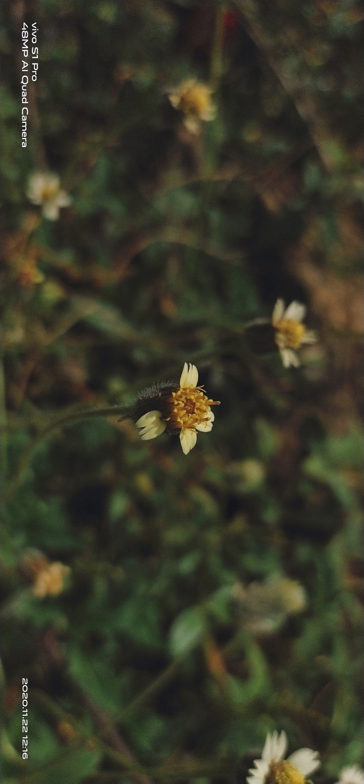 nature flowers