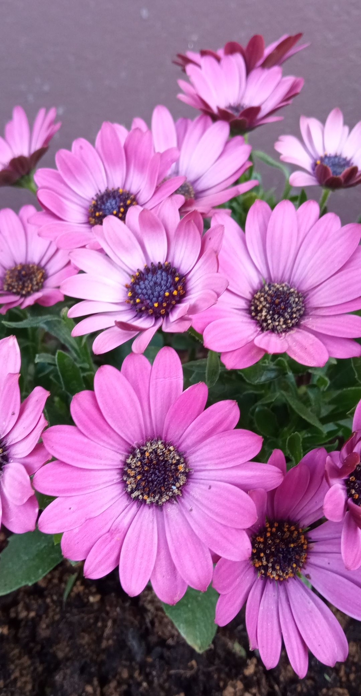 fleur rose/violet