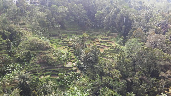 Rice field in Bali