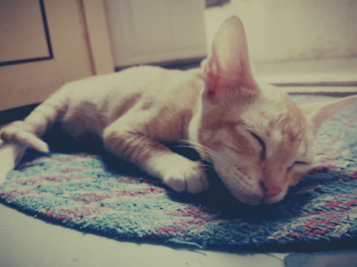 Sleeping kitty