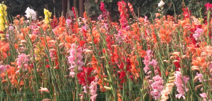 Flowers