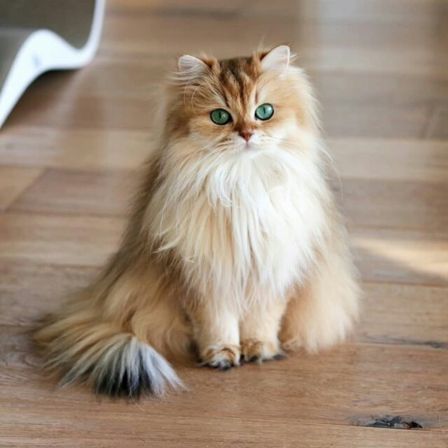 CUTE CAT