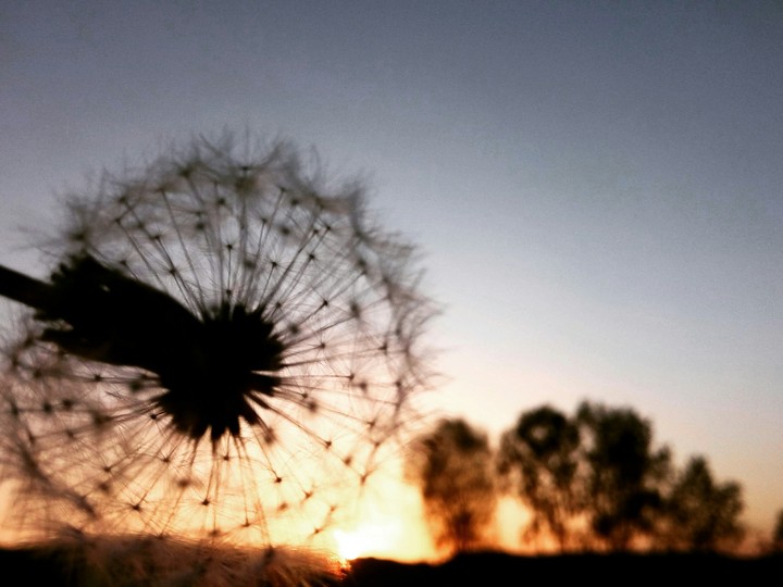 blowball and sunset