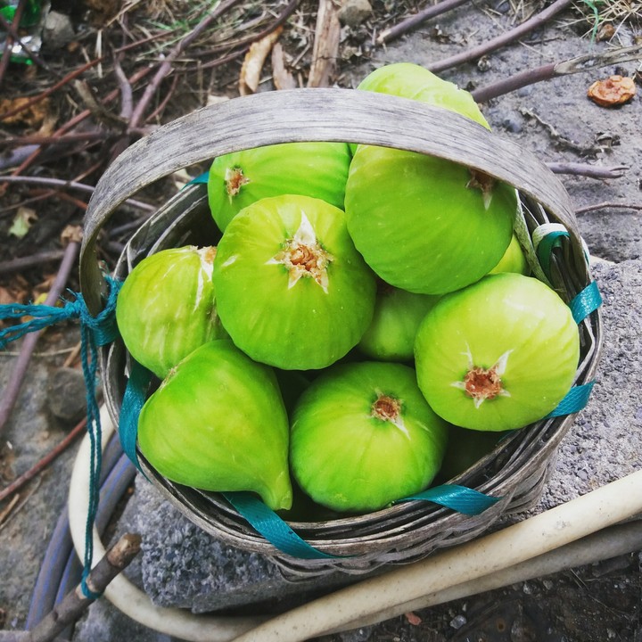 a basket fig