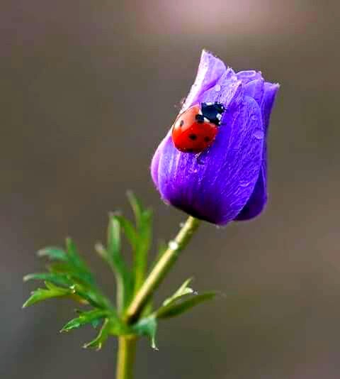 .... naturalmente splendidi...