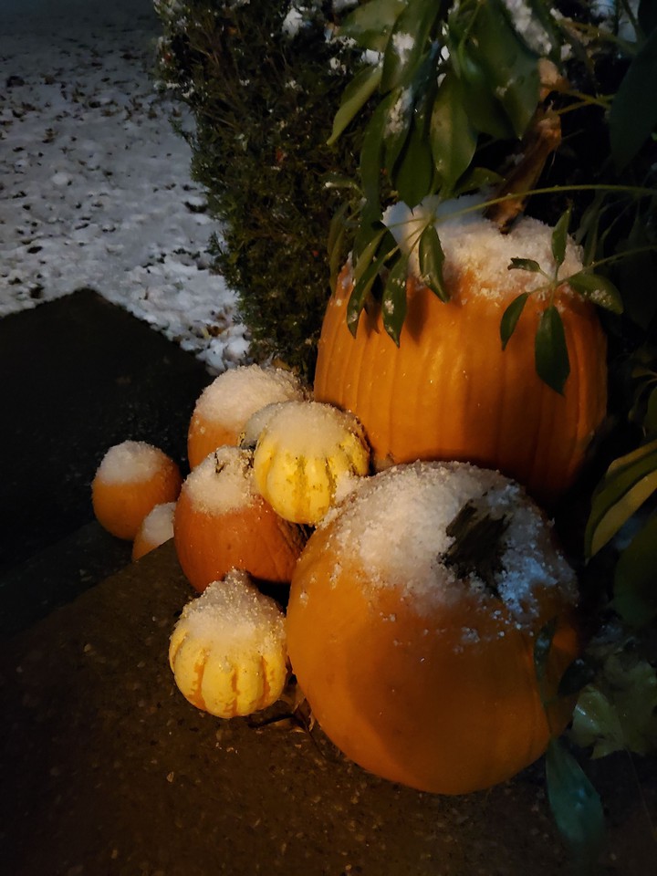 pumpkins in snow
