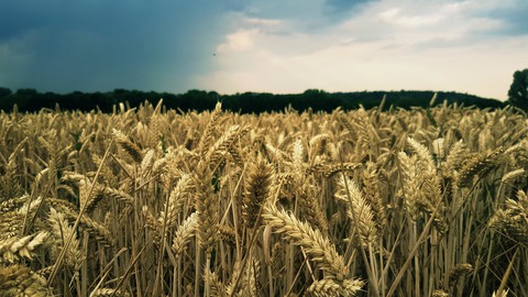 Kornfeld