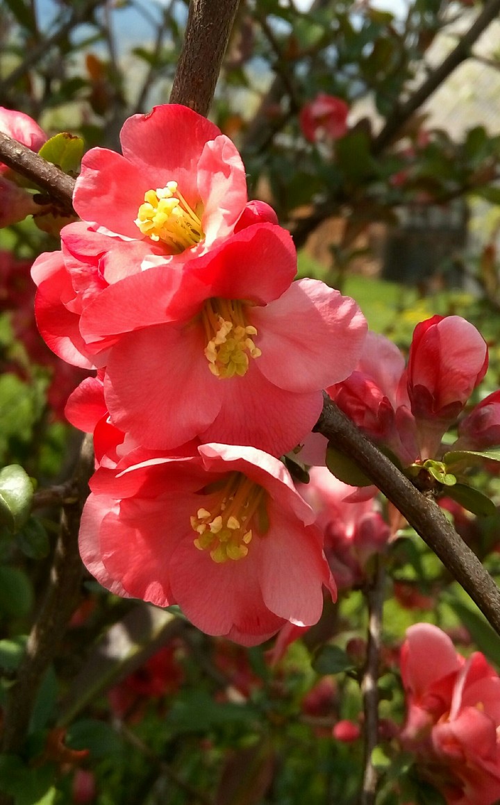 flowers