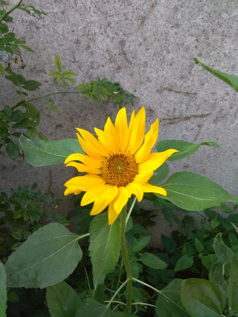 sonnenblume