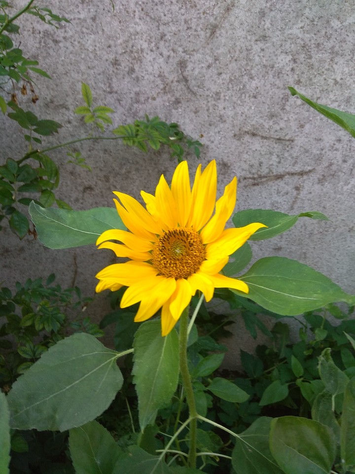 sonnenblume