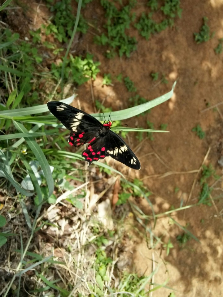 butterfly