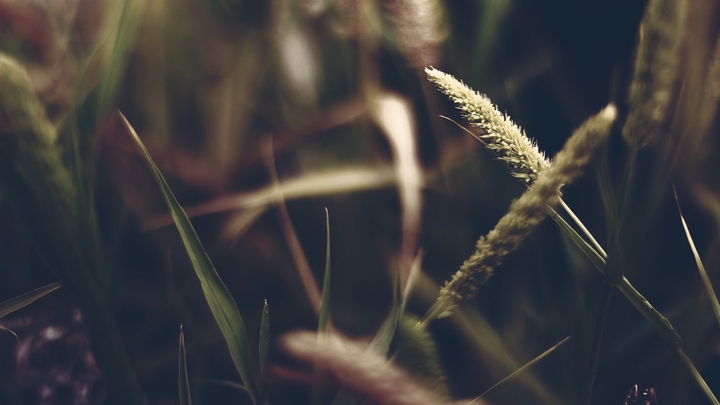 grass