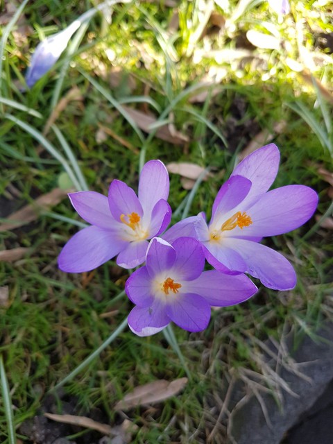 flowers