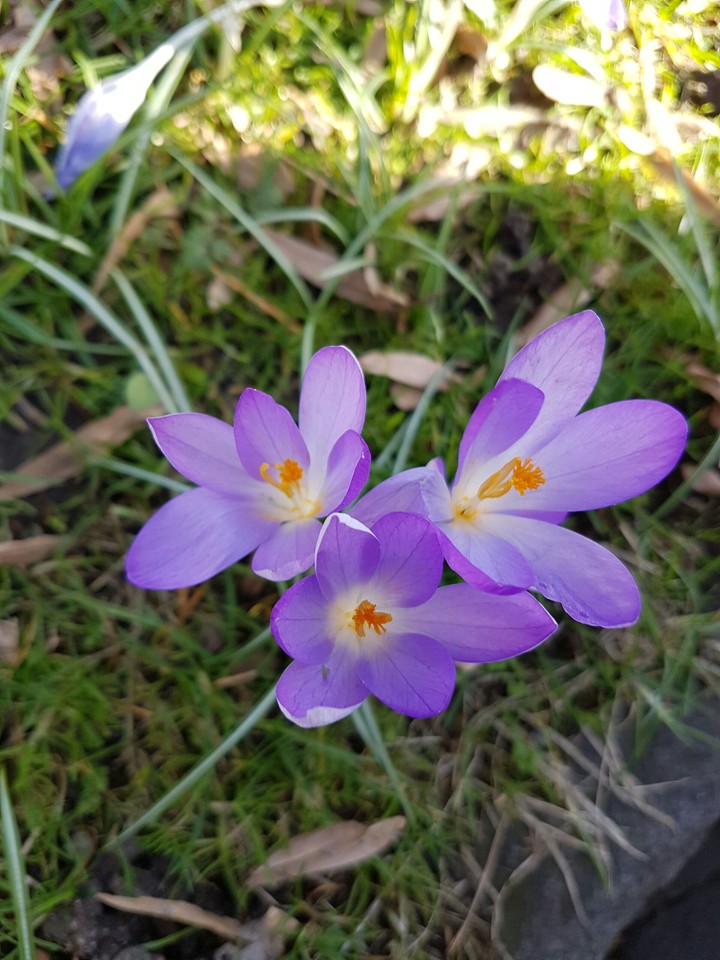 flowers