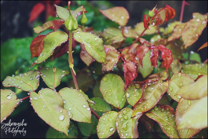 plant