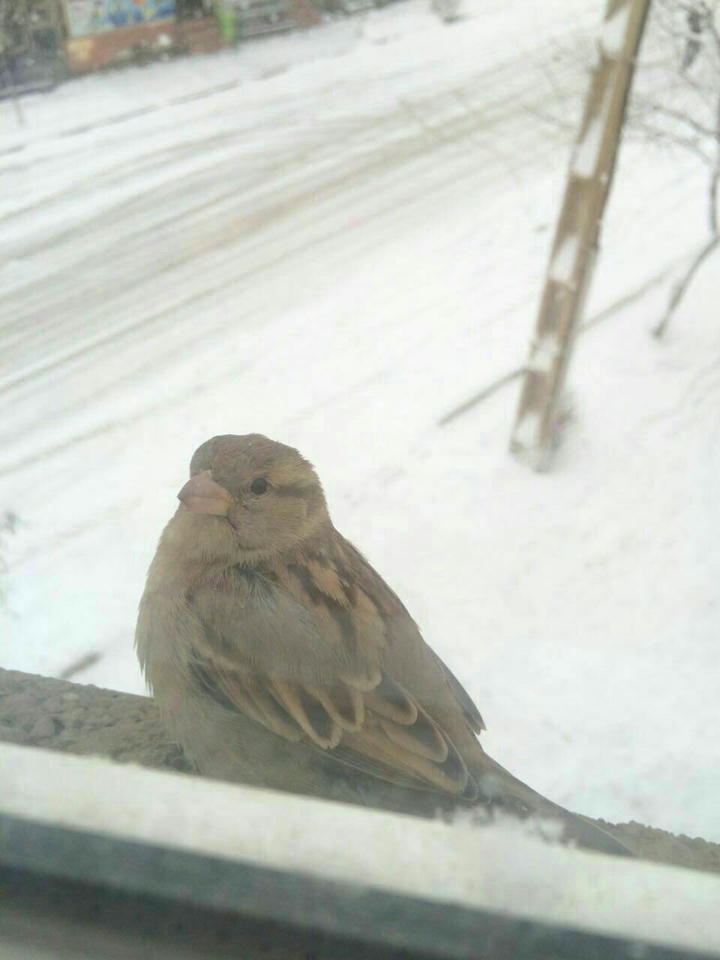 bird