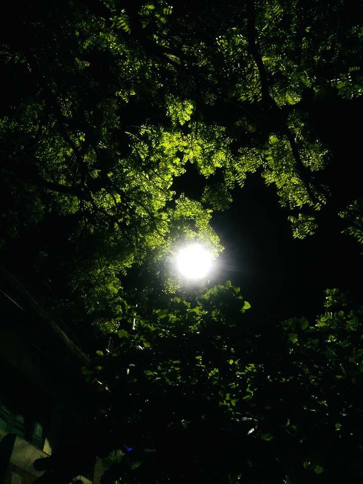 life of leaves