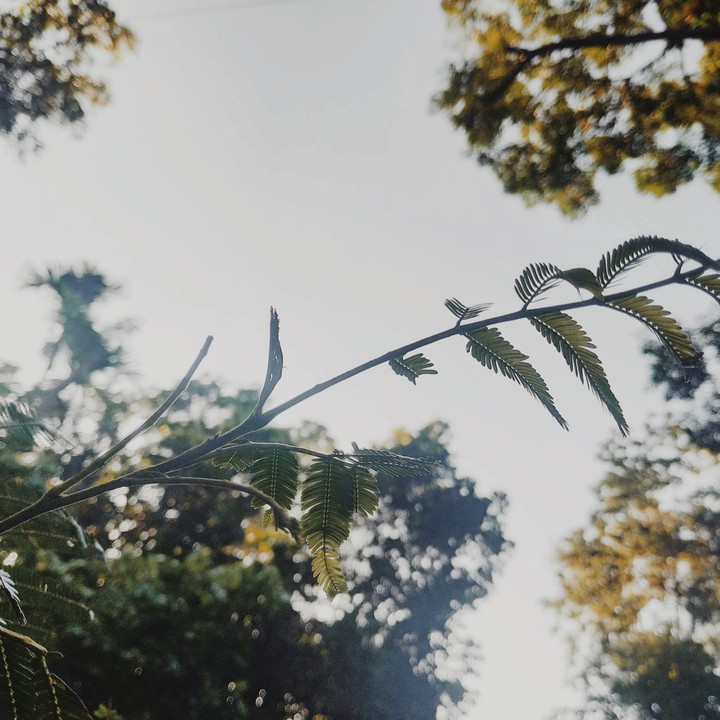 tree
