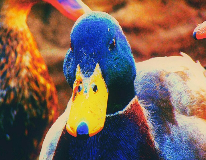 duck