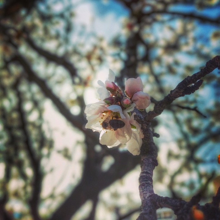 spring