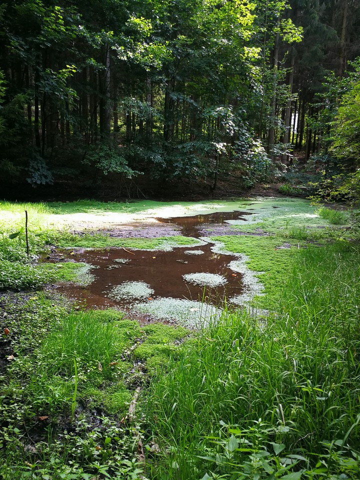 little lake