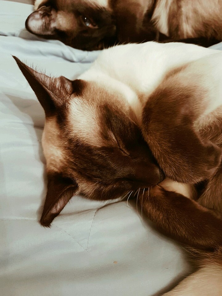 beautiful cat♡♡♡♡♡♡♡♡