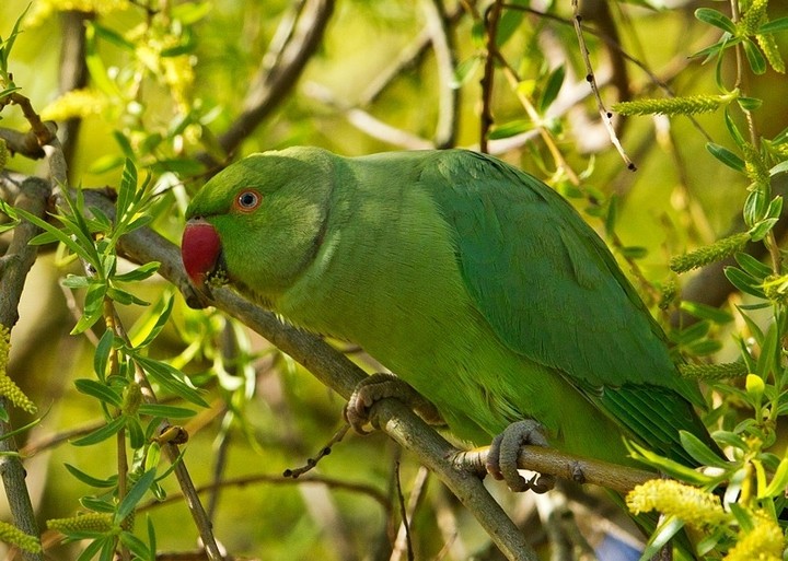 bird