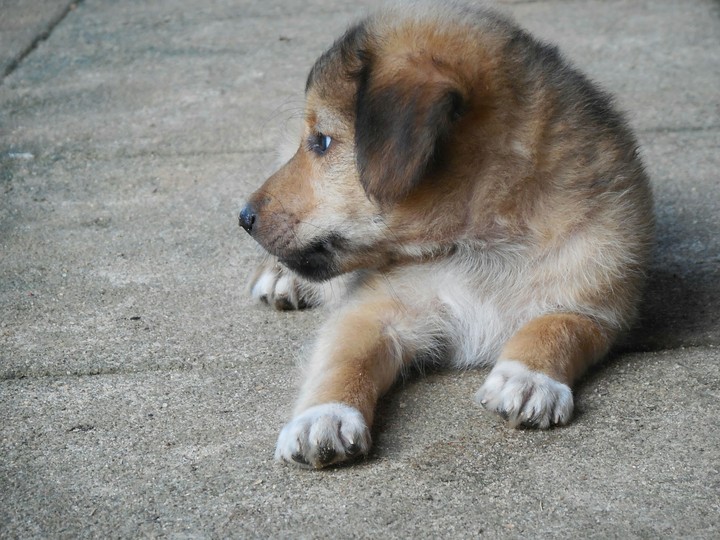 lovely dog