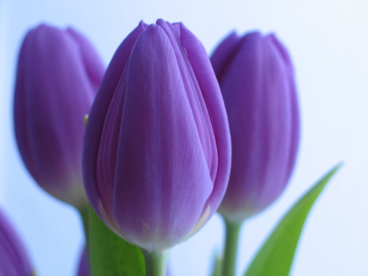 purple tulip