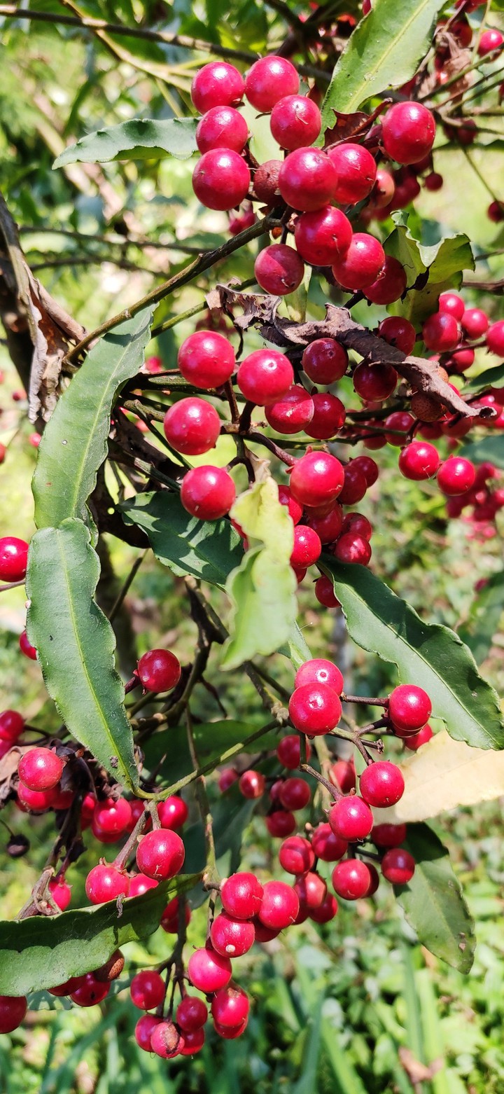 Wild Cherry ?