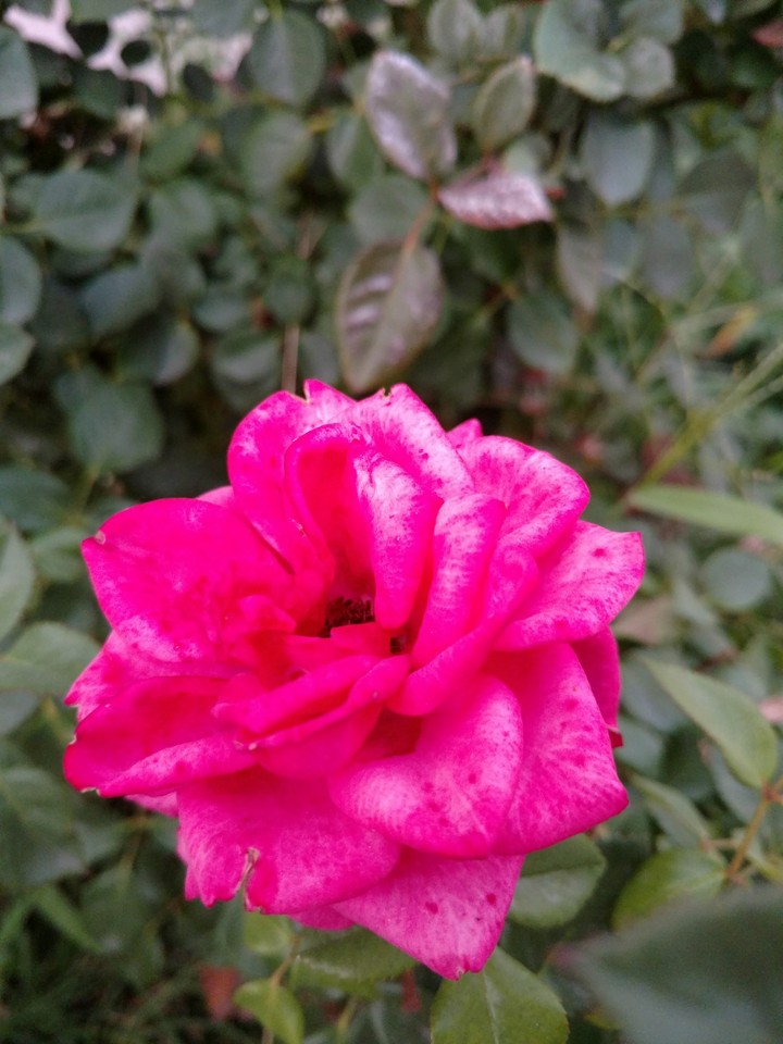 rose