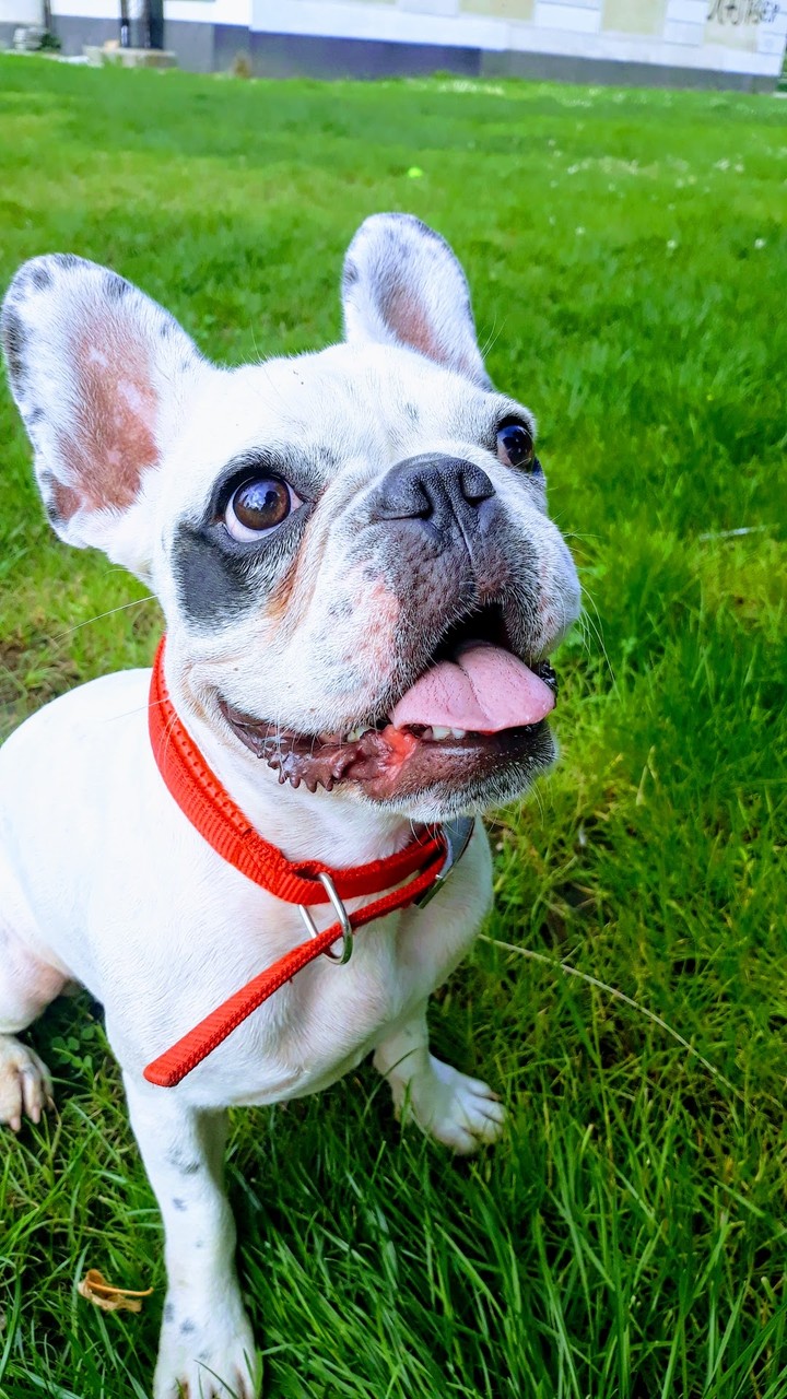 Bulldog