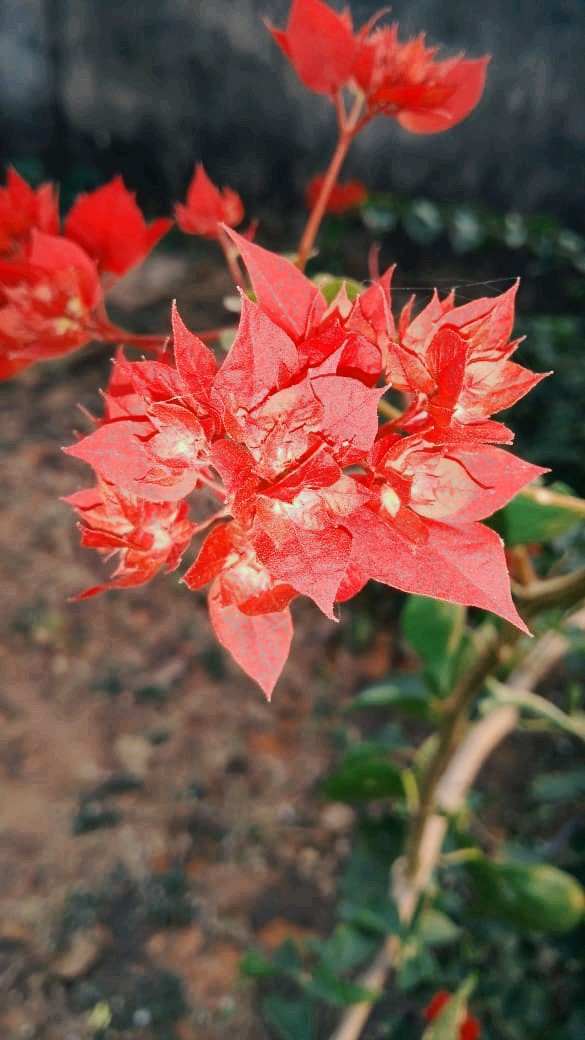 village flower