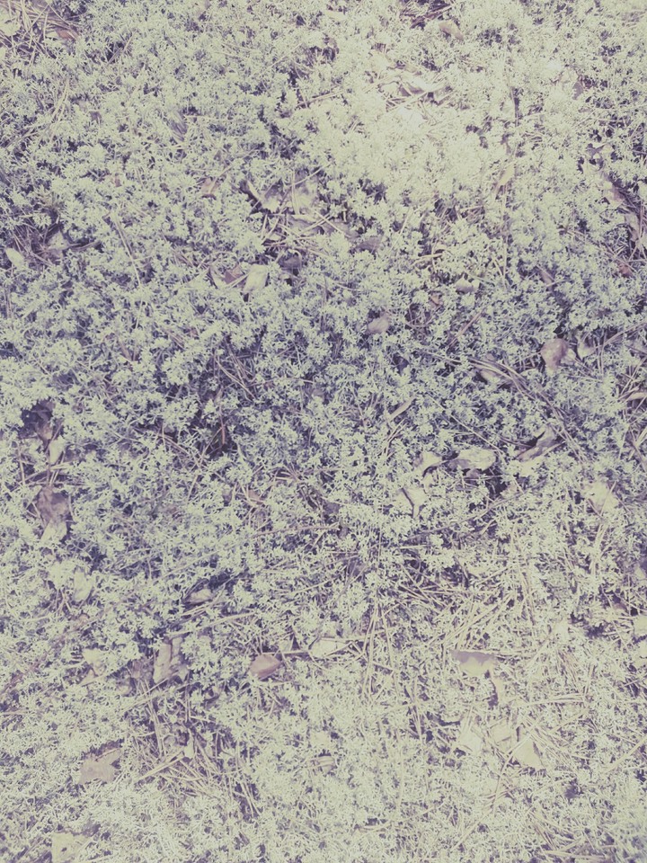 moss