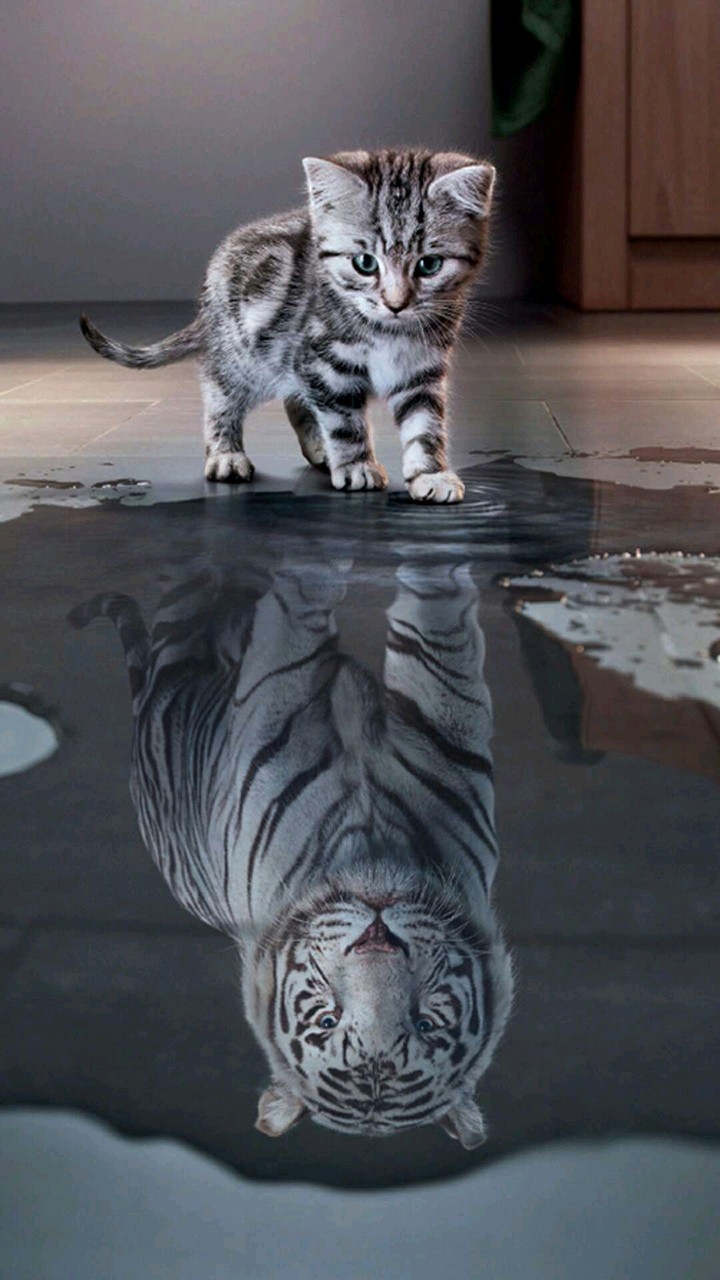 #kitty